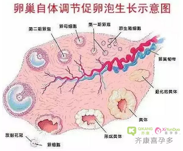 造成促卵泡生成激素偏低或偏高原因是什么？对生育有什么影响？