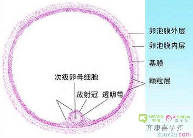 做泰国试管婴儿卵泡数量多少移植成功率才高呢？