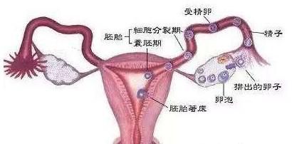 取卵数量多少正常？泰国试管婴儿中获卵数量多少为最佳？