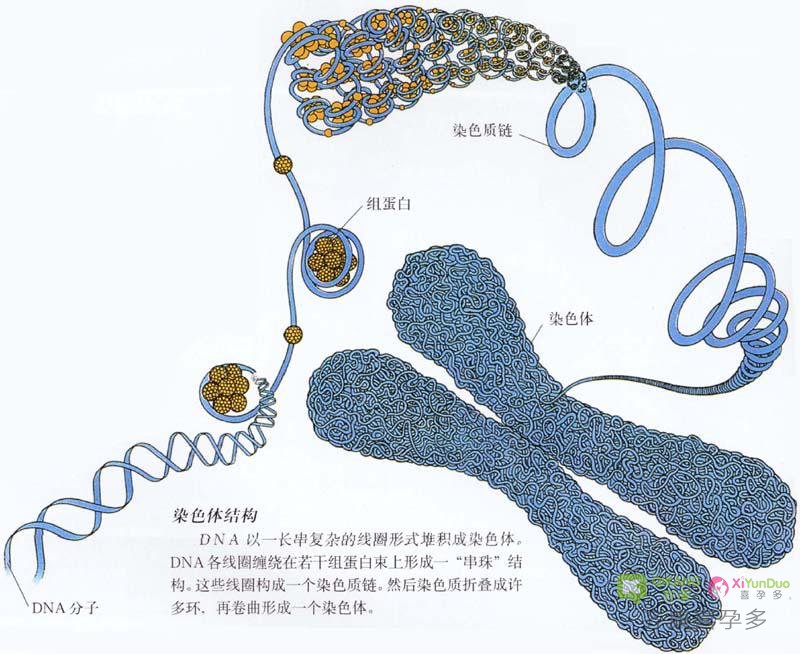 《如懿传》中酸儿辣女的方法真的有效吗