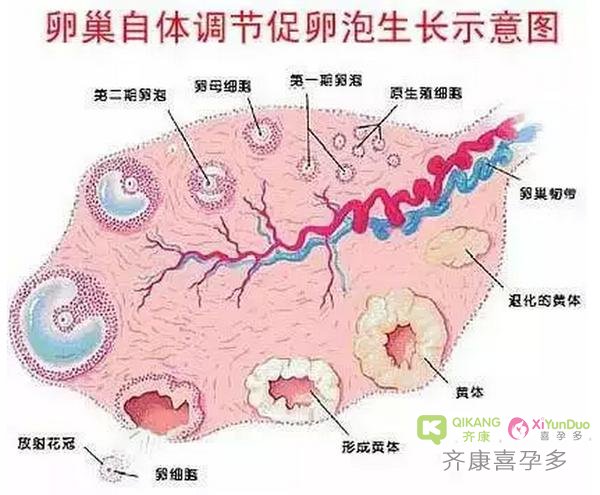 泰国试管婴儿中FSH数值高对试管到底有没有影响