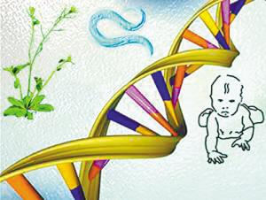 泰国第三代试管婴儿染色体是怎么筛查的什么时候做？