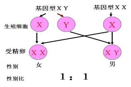 Y染色体微缺失可以做三代试管婴儿生出健康的男孩吗？