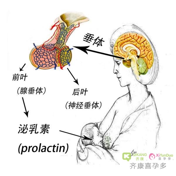 齐康喜孕多教你看激素报告，评估自己身体是否可以进行试管？