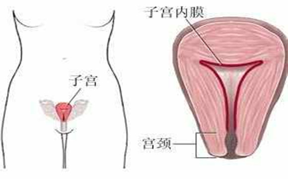 对怀孕影响深刻的子宫内膜厚薄有什么标准？子宫内膜怎么科学调理？