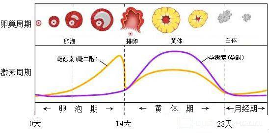 黄体支持在试管婴儿过程中有什么作用，有哪些补黄体方式