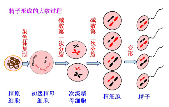 试管婴儿知识分享：精子的畸形率到底对生育有多大的影响？