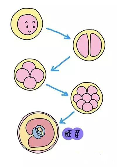 为什么那么多双胞胎？齐康喜孕多告诉你生双胎的秘诀在这里！