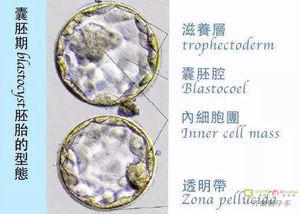 喜孕多小课堂  三代试管婴儿中的辅助孵化技术的作用