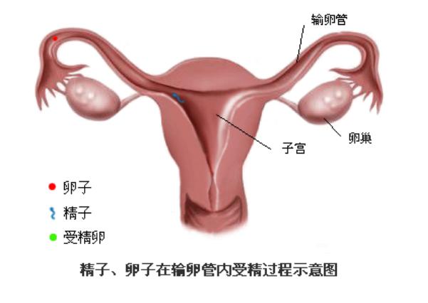 试管婴儿适应症之输卵输卵管梗阻_输卵管堵塞能做试管吗？