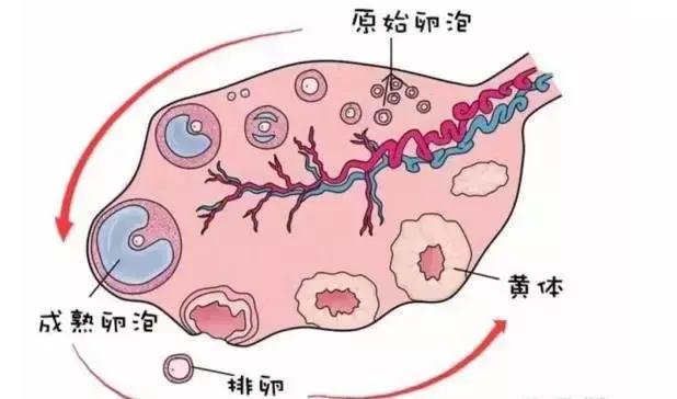 齐康喜孕多告诉你，怎样的卵泡叫做优质卵泡，才能让你快速怀孕