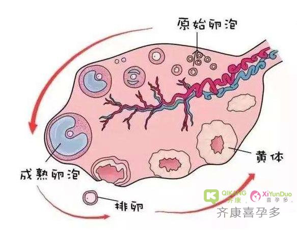 海外做三代试管婴儿 促排药会使女性发胖吗？