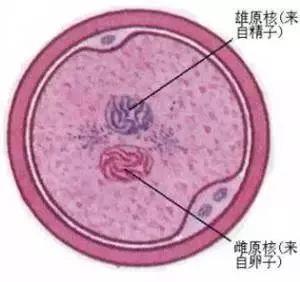 海外三代试管婴儿受精失败的原因分析