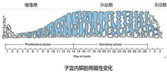 已酮可可碱联合大剂量维生素E  可改善薄型内膜子宫