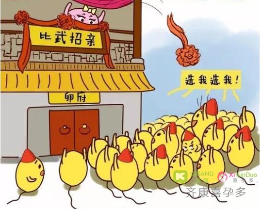 试管婴儿最后的成功要比“火箭少女”组合的选拔还要激烈残酷