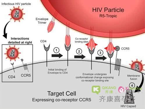 第二例艾滋病治愈奇迹或诞生：男子体内病毒全被清除 停药超1年