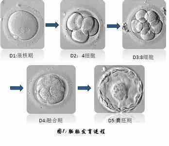 喜孕多海外试管小课堂——胚胎碎片是判断胚胎好坏的唯一标准吗？