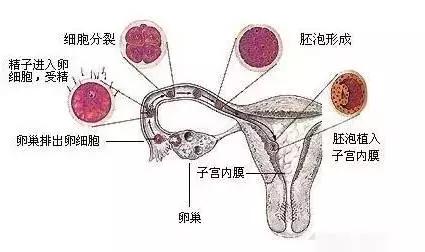 囊胚移植又什么优势？早期胚胎和囊胚的区别在哪里？