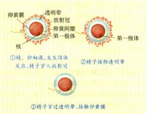 影响试管婴儿成功率的卵子异常形态之第一极体异常