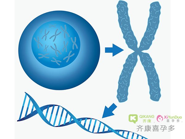 关于试管前染色体的检查，你必须知道的10个问题