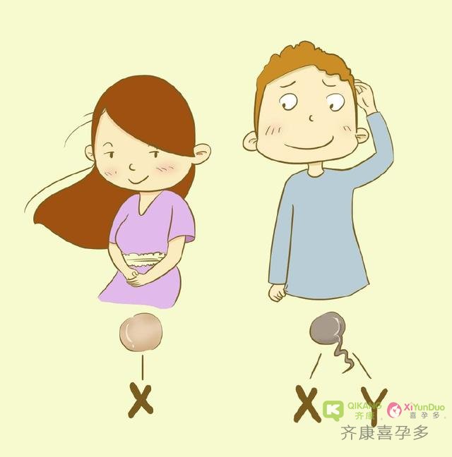 胎儿性别是从受精那一刻就注定了？还是某个时间决定的