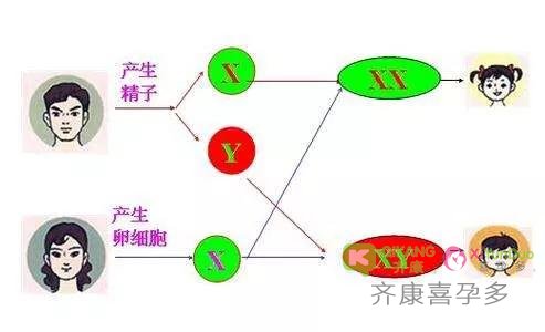 胎儿性别是从受精那一刻就注定了？还是某个时间决定的