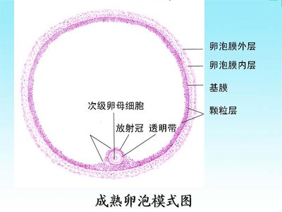 备孕结果不好有可能是你的卵泡都发育不好！卵泡发育不良怎么办