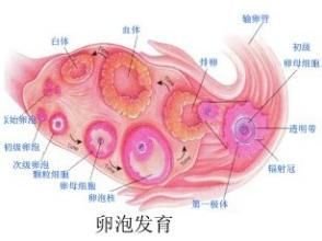 备孕结果不好有可能是你的卵泡都发育不好！卵泡发育不良怎么办