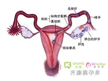 卵巢是所有女性保持青春源泉 吃避孕药会延缓经吗？