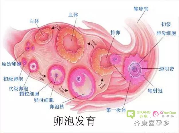 来月经就一定会排卵吗？是不是“假排卵”导致你迟迟怀不上？