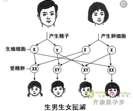 齐康喜孕多揭秘：男宝宝女宝宝是怎么样形成的，可以人为控制吗？