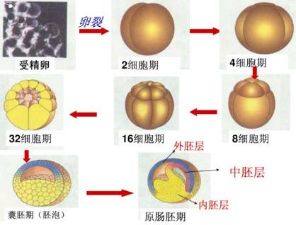 泰国试管婴儿 你的成功率真有那么高？