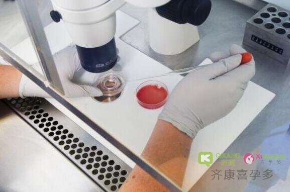 试管婴儿中被称为“上帝之手”的幕后英雄——胚胎师
