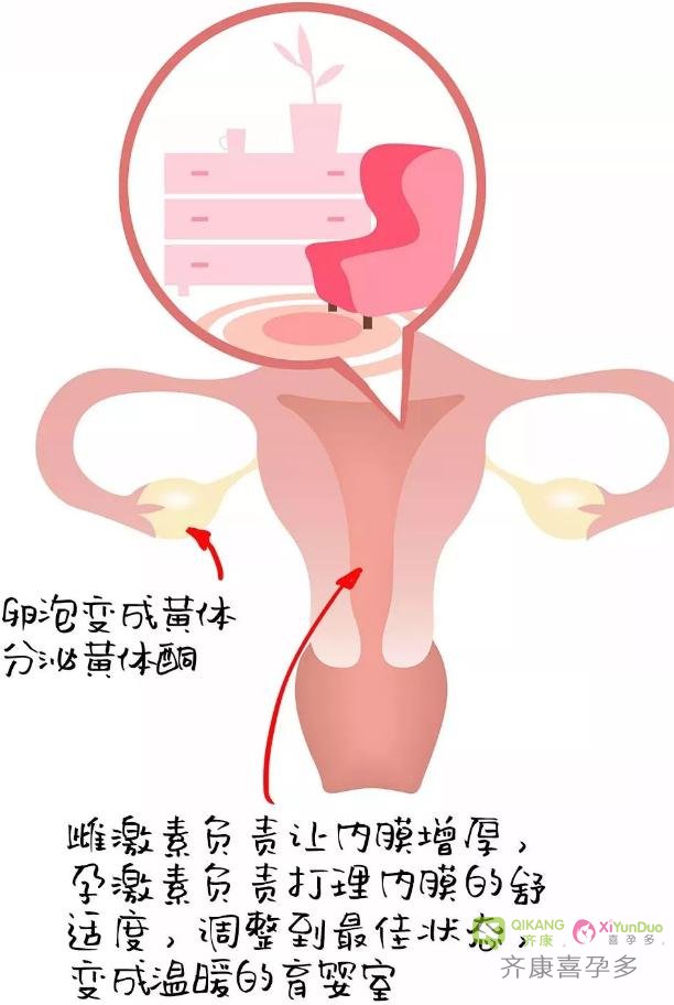 卵巢大街的新鲜事！想让卵子小姐姐出门相亲 不是一件容易