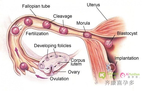 促排卵需要注意什么？试管婴儿过程中关于促排卵问题的一些解答