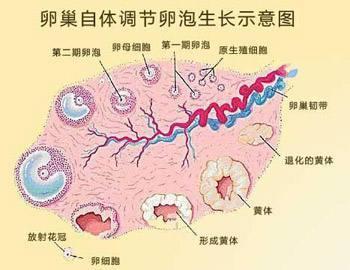 卵泡发育不好是什么原因导致的？该如何促进卵泡发育