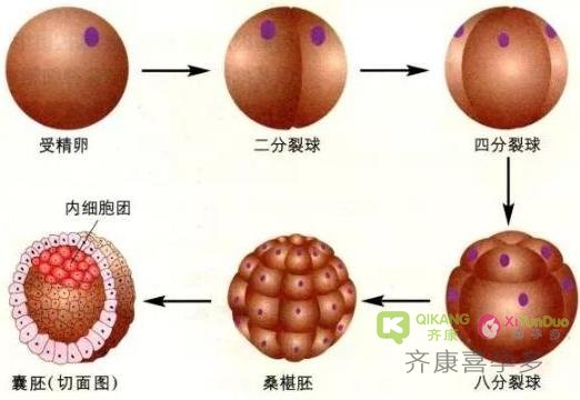 一分钟了解试管婴儿胚胎等级 齐康喜孕多一站式海外辅助生殖