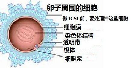 做二代试管婴儿不受精怎么办？卵母细胞激活给你加加油！