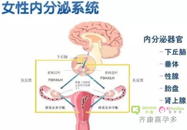 试管婴儿过程中激素六项到底起到哪些关键的作用？