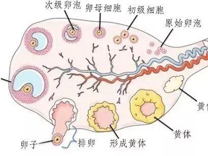 试管婴儿过程中激素六项到底起到哪些关键的作用？