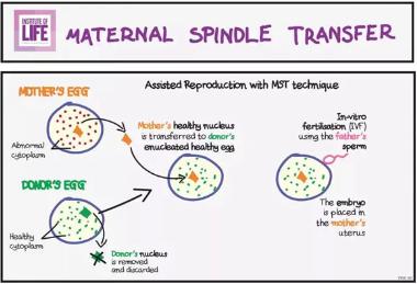 “第四代试管婴儿技术”原来是为解决线粒体疾病而来的
