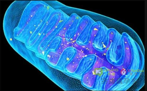 “第四代试管婴儿技术”原来是为解决线粒体疾病而来的