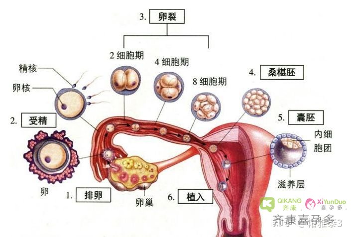 为什么养囊男孩多？关于试管婴儿囊胚养成的误区你踩到几个？