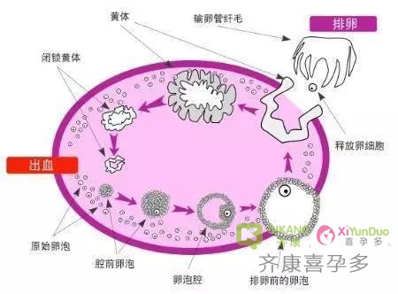 B超监测的卵子数量和取卵的数量是一致的吗？卵泡监测的方法及临床有何意义？