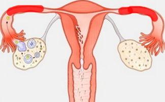 不一定输卵管堵塞就让你失去怀孕的机会，输卵管堵塞也分几种类型