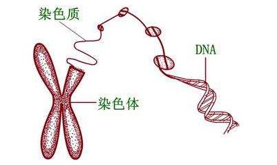 我们夫妻染色体正常  为什么做试管囊胚筛查染色体异常？