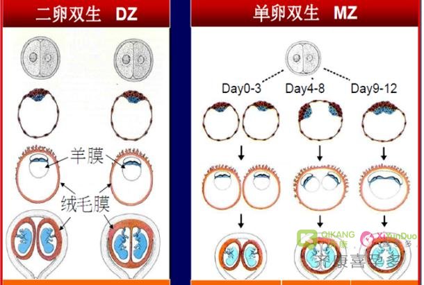 【试管移植】放进子宫是一个胚胎  B超怎么看到了两个宝宝？