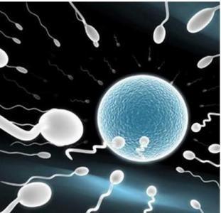 1亿精子仅有1颗能与卵子结合，其他都跑哪去了？