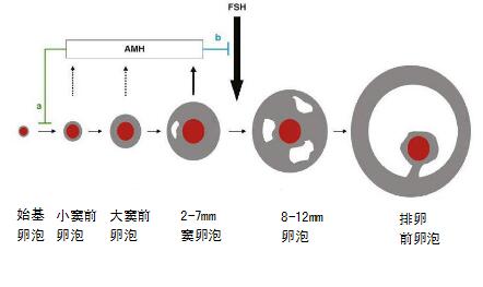 在试管婴儿助孕中为什么要不间断的进行卵泡监测？