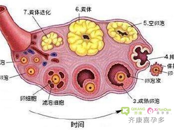 在试管婴儿助孕中为什么要不间断的进行卵泡监测？